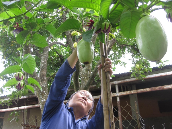 [-]Dưa[-]gang[-]Tây[-]rất[-]dễ[-]trồng